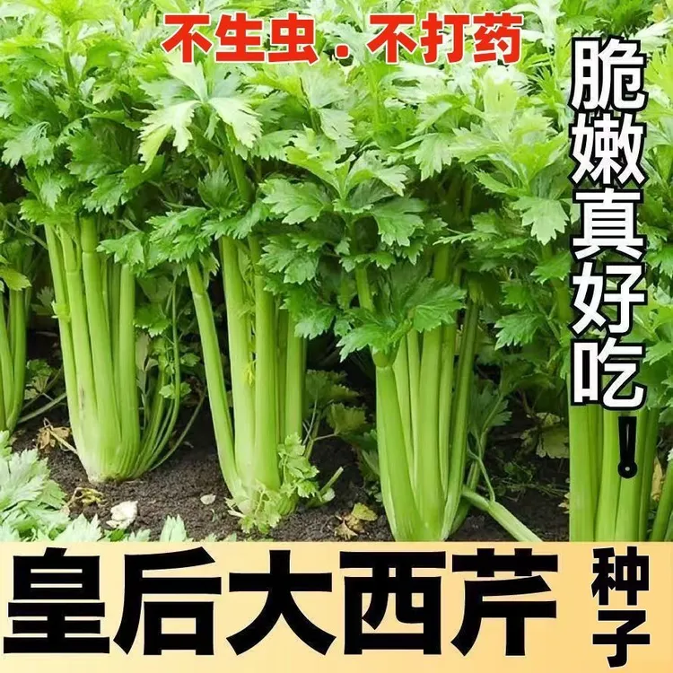 【皇后西芹种子】大芹菜种子玻璃脆芹菜籽四季庭院秋冬季蔬菜种子