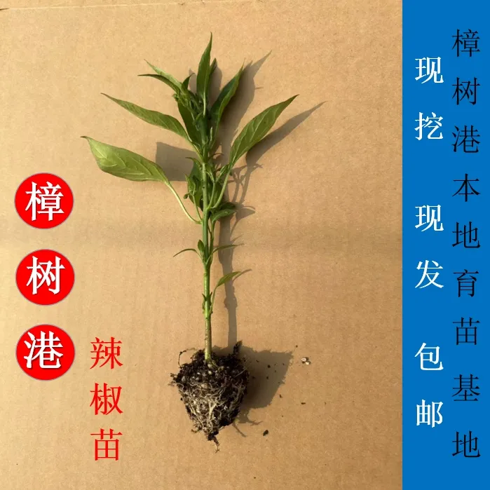 正宗樟树港辣椒苗 穴盘培育少量带土 阳台楼顶盆栽地栽易种好管理