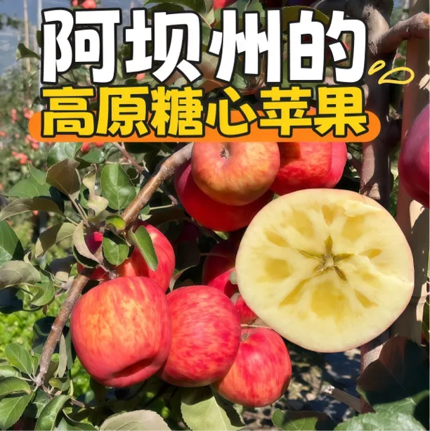 阿坝州汶川高原小王子糖心苹果茂县冰糖心九寨沟小金5斤10斤理县