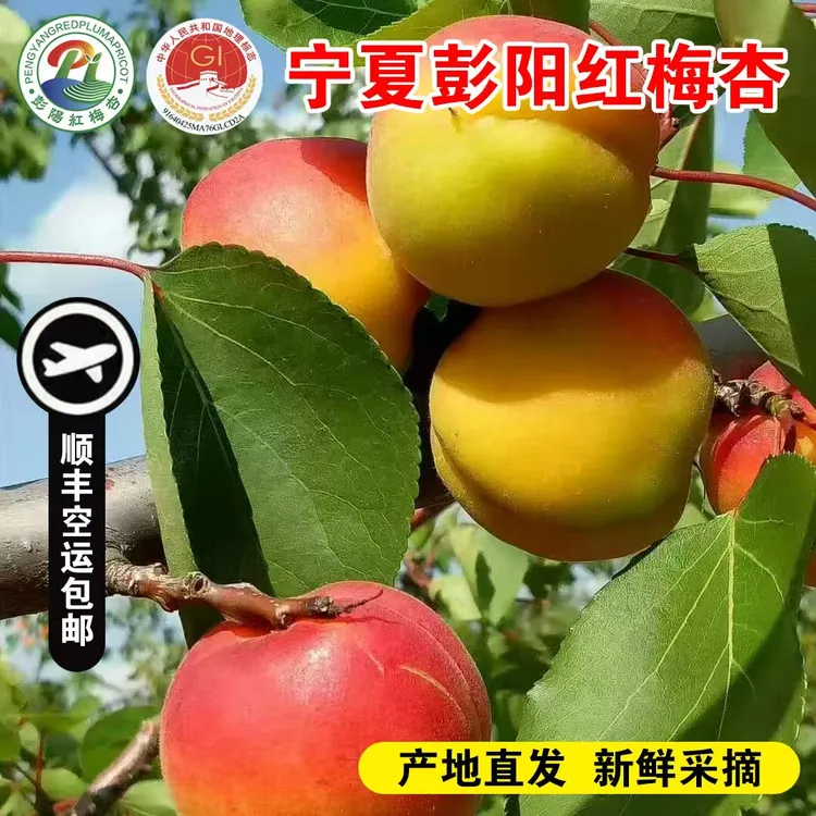 【顺丰空运】宁夏正宗精品彭阳红梅杏净重5斤一级果现摘现发红杏
