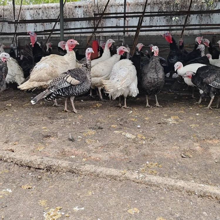 家养宠物鸡   黑色青铜火鸡  白色尼古拉火鸡 京东包邮          