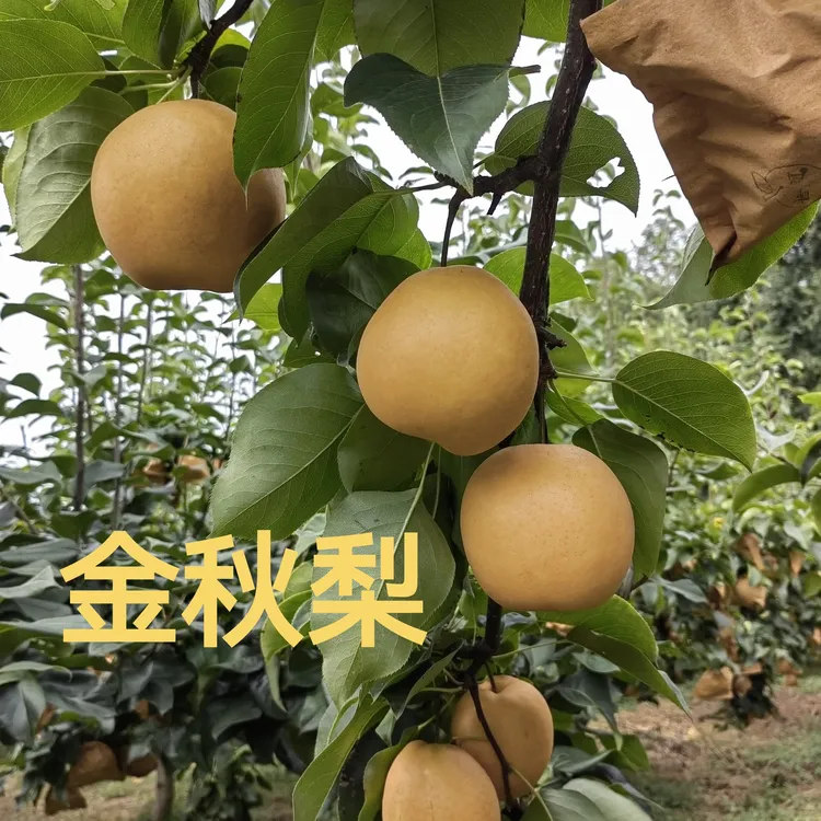 贵州蜂岩茶山梨金秋梨脆甜多汁皮薄肉厚细腻化渣