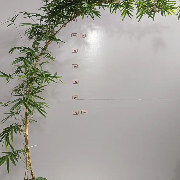 红观音竹室内外可水培可土培观赏鲜活绿植客厅竹子绿植盆栽