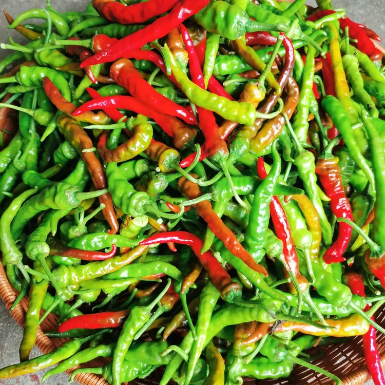 【青辣椒新茬】赣南农村新鲜当日现采土辣椒菜地直发香辣可口狠辣