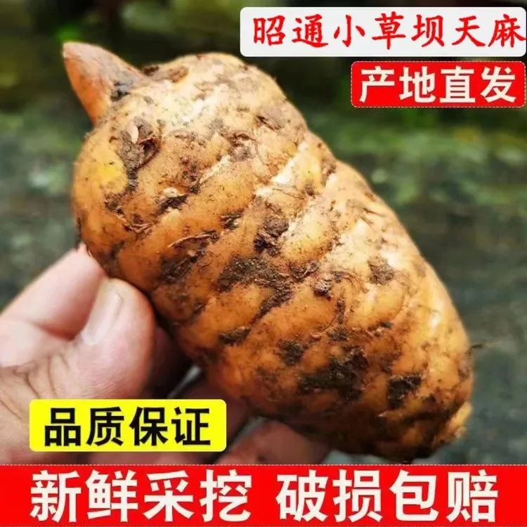 （新鲜天麻）正宗云南昭通小草坝新鲜天麻现挖高山乌天麻炖汤营养好