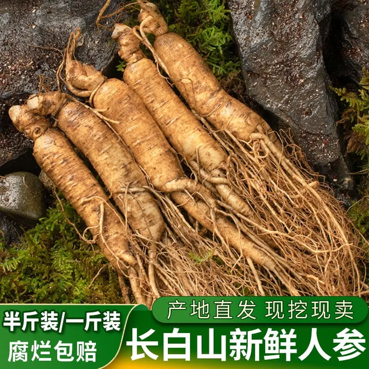 长白山新鲜现采现挖人参适合中老年泡酒煲汤的佳品