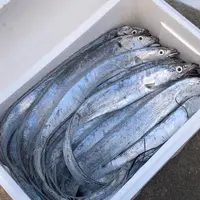 【老纪专享】特大流网整条带鱼野生冷水小眼睛油带鱼5条不低于3.5斤