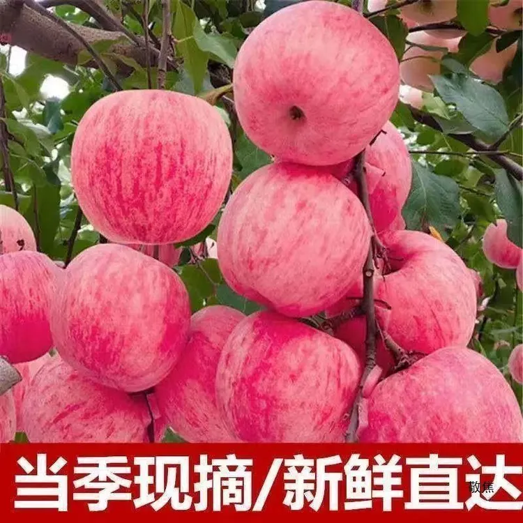 正宗烟台3/5斤脆甜可口肉厚山东烟台红富士苹果