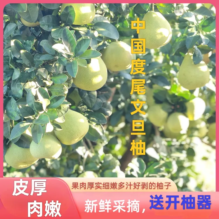 正宗仙游度尾红心文旦柚老树精品礼果果园直发现摘新鲜孕妇水果