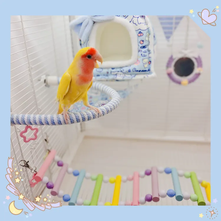 鹦鹉爬梯站杆爬绳虎皮牡丹玄凤手工站棍鹦鹉玩具鸟笼装饰彩虹爬绳