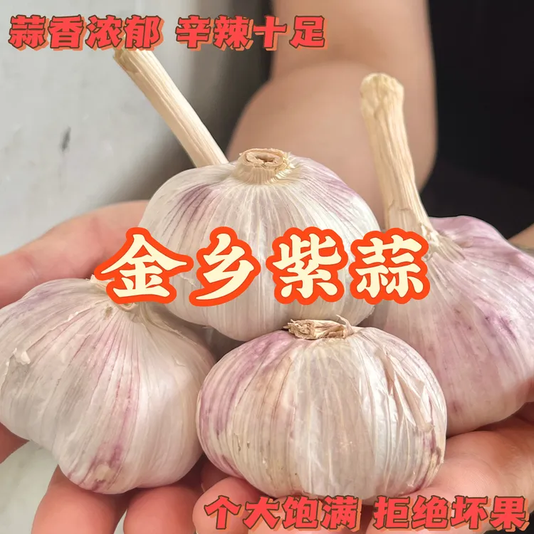2025金乡紫皮大蒜新鲜辛辣调味农产品特产