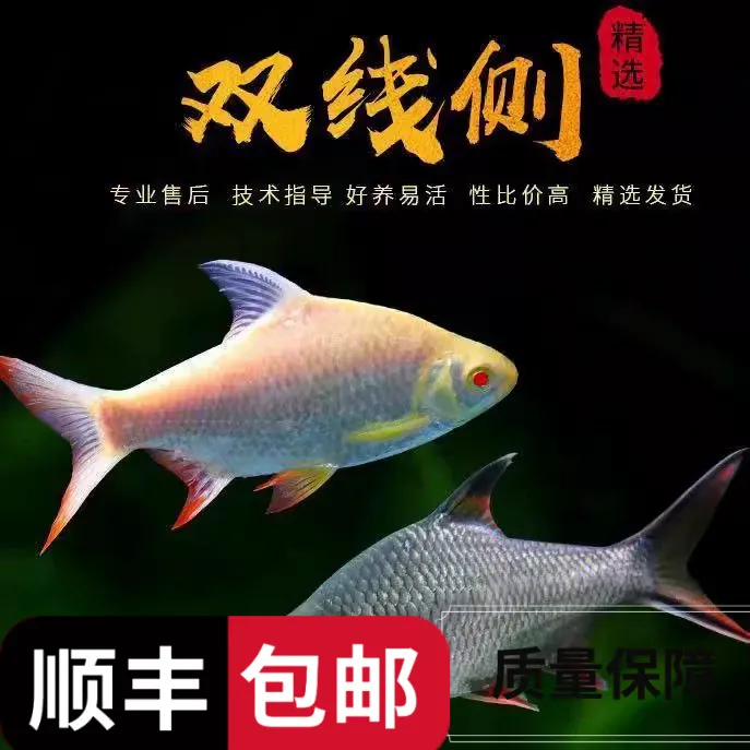 热带观赏鱼鲫双线侧鱼金凤银凤鱼龙鱼配青竹鱼苗鱼