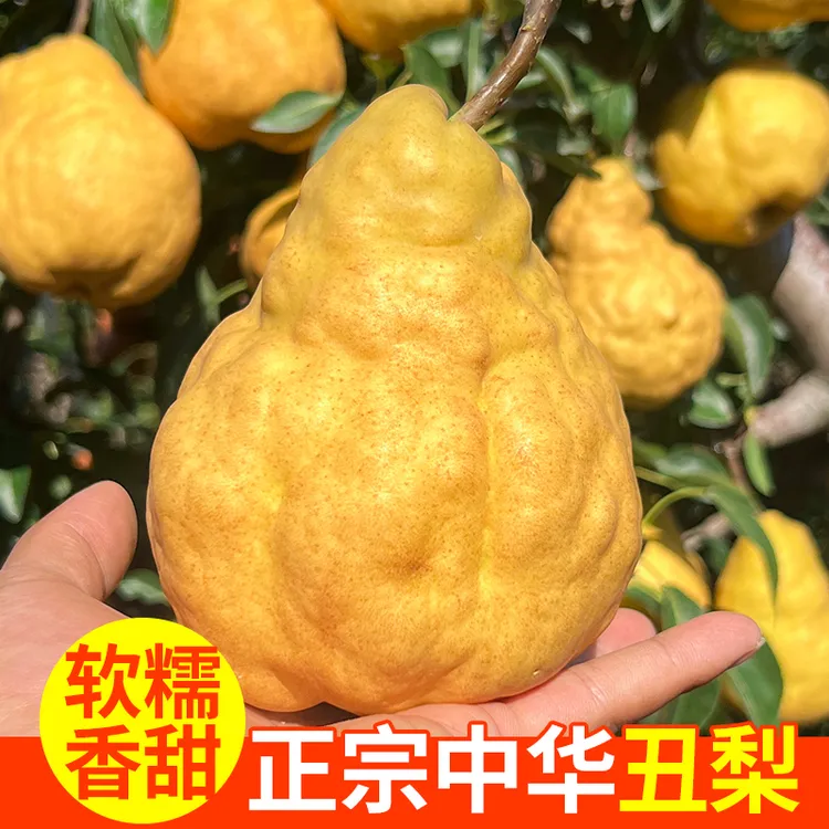 烟台丑梨冰激凌口感滋润多汁皮薄新鲜水果莱阳梨啤梨农产品