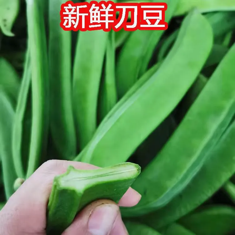 刀豆新鲜现摘大刀豆鲜嫩江西农家自种时令蔬菜刀豆剁椒原料刀把豆