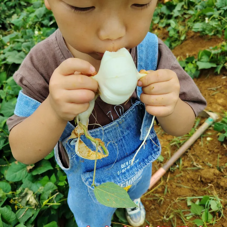 贵州新鲜地萝卜凉薯地瓜脆嫩甜口感似水果