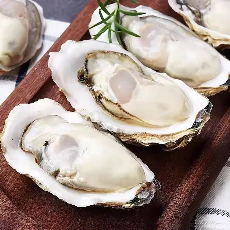 正宗湛江生蚝产地顺丰直发带壳鲜活5斤生蚝特大海蛎子