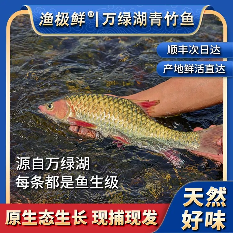 【渔极鲜】万绿湖青竹鱼-食用鱼生刺身宴请送礼新鲜活发