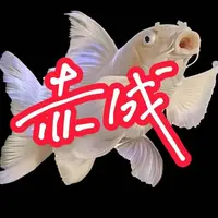 赤成渔业精选蝴蝶鲤