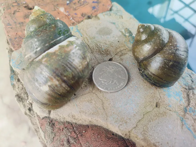 洪湖清水田螺石螺自己的养殖基地批发零售