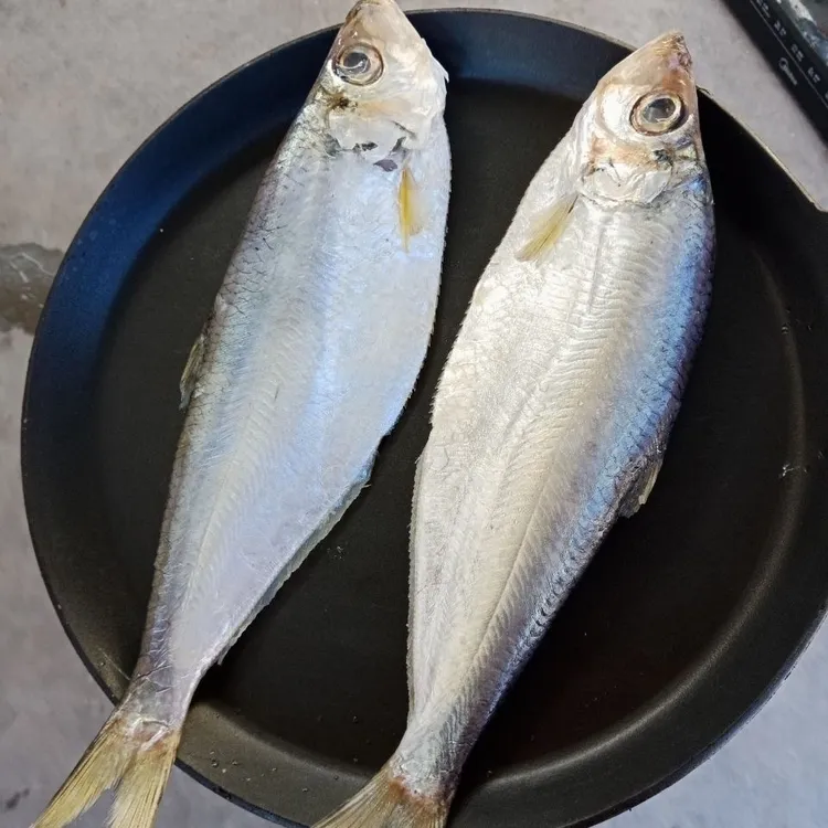 渤海湾咸白鳞鱼快鱼香鱼海鱼配粥配馒头小时候味道