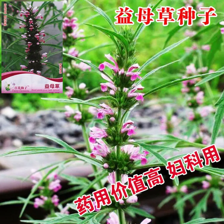 春季益母草种籽中药材种子阳台盆栽种植野生食用苗正品四季春夏播