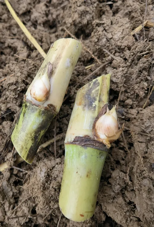 多种耐寒高产多年生甜象草皇竹草巨菌草红象草牧草种节