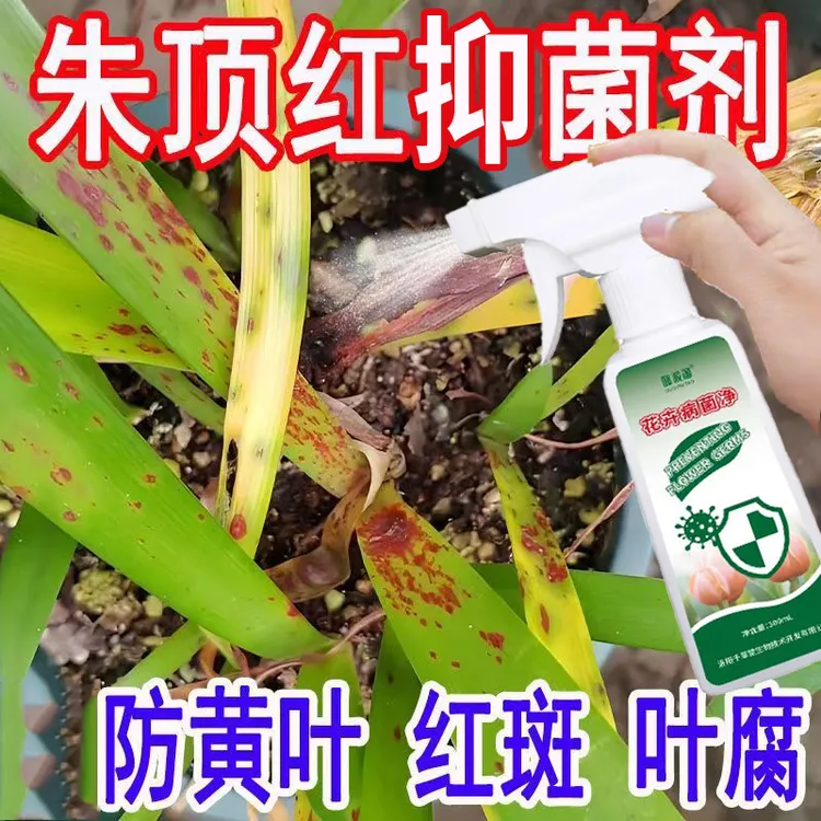朱顶红抑菌营养液抗病抗逆不伤植物喷剂防黄叶红斑白粉炭疽病花肥