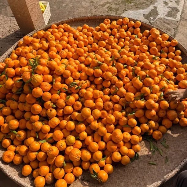 开州区铁桥镇椪柑 应季水果 椪柑小柑