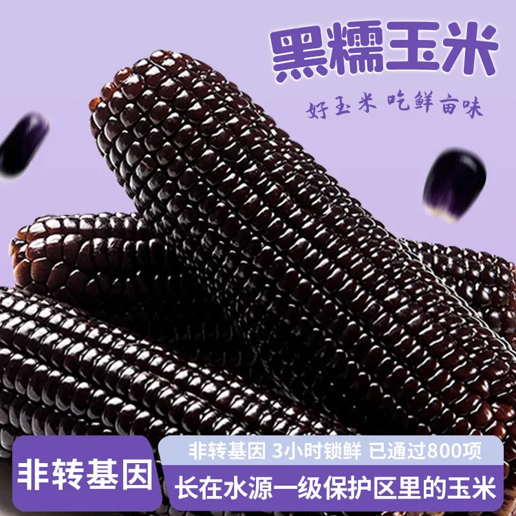 【试吃3棒】黑糯玉米正宗东北黑糯玉米2025新货260g*10棒软糯鲜甜