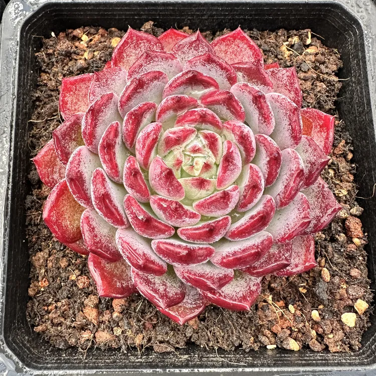 0172-文瑾-从前慢花园东云系多肉植物番杏