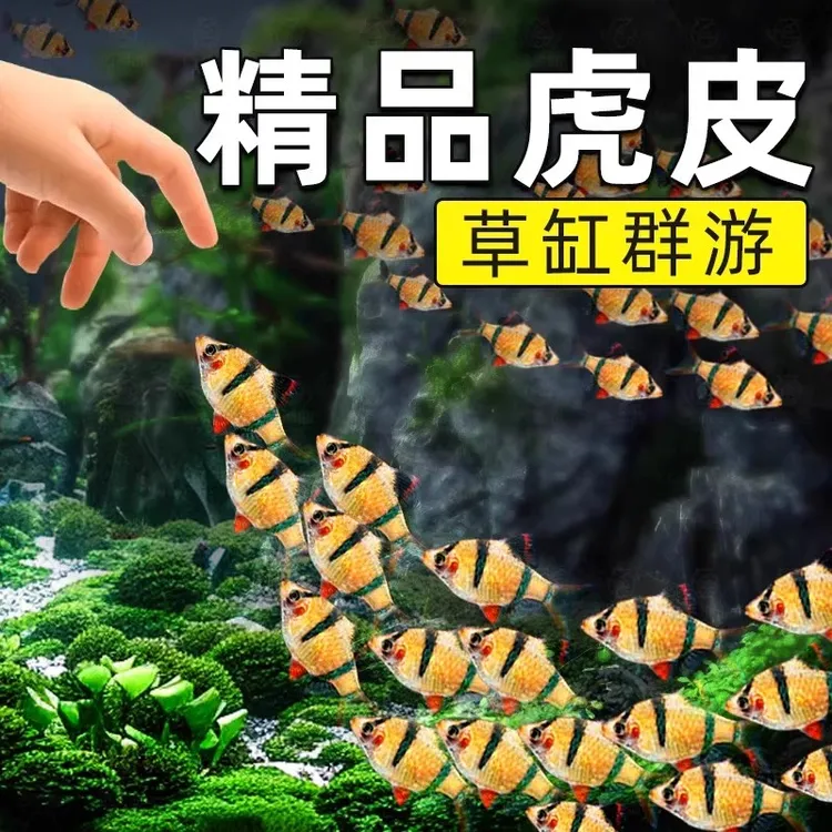 新手好养荧光虎皮绿虎皮热带小型观赏活体宠物鱼