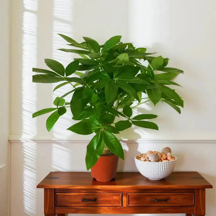 三杆粗杆发财树盆栽桌面盆栽好养懒人植物吸甲醛招财树耐旱防烂根