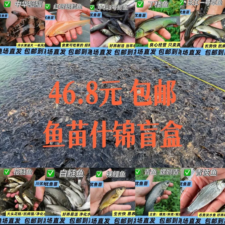鱼苗什锦盲盒  超十种品种任意装 同一规格包活观赏鱼 