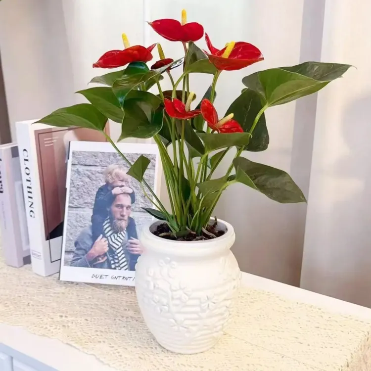 水培红掌带花花苞4-8花净化空气35-45CM桌面盆栽红掌室内花卉绿植
