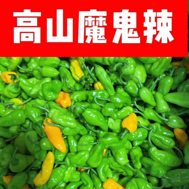 魔鬼辣地方特色辣椒特香特辣15万辣素高山好辣椒绿色种植永安黄椒