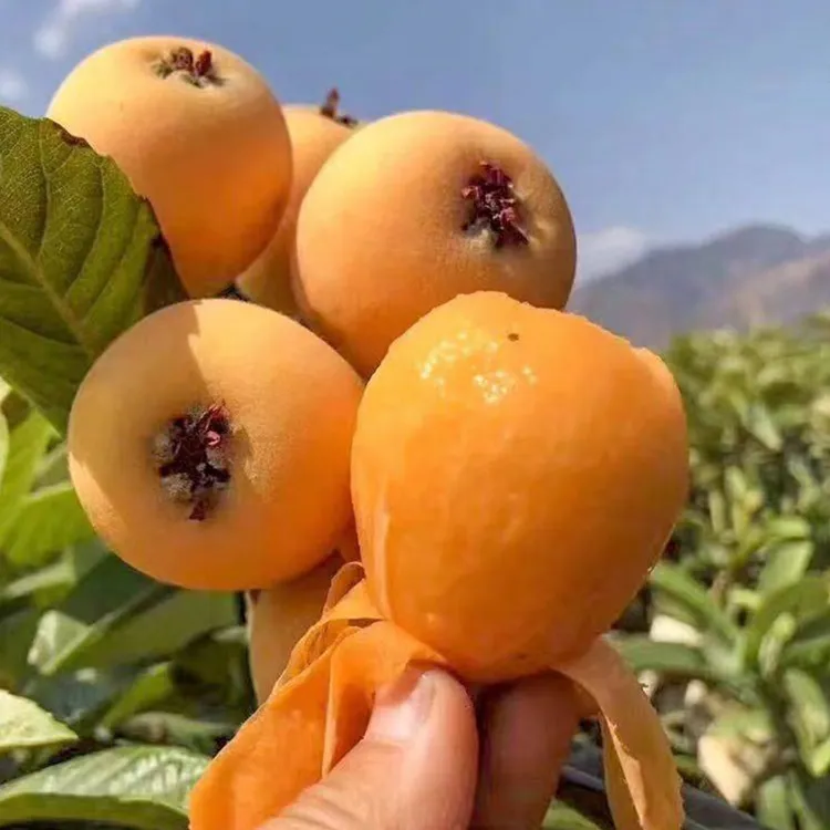 咪佳甜四川高山老树土枇杷新鲜采摘现摘现发孕妇水果皮薄多汁