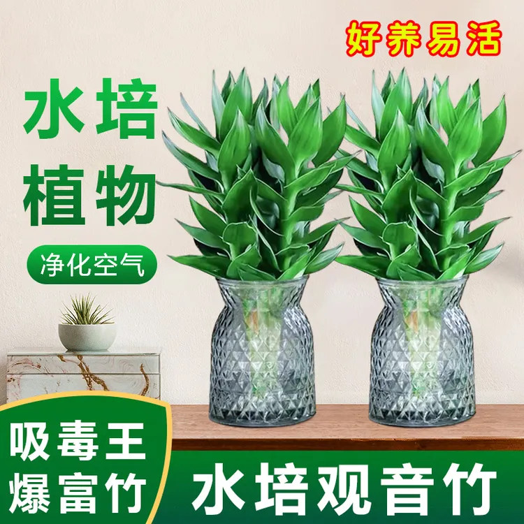 【买1送1】观音竹富贵竹莲花竹水培绿植好养盆栽植物懒人易养叶恩1