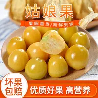 东北新鲜姑娘果灯笼果薄皮甜黄菇娘果水果产地直发