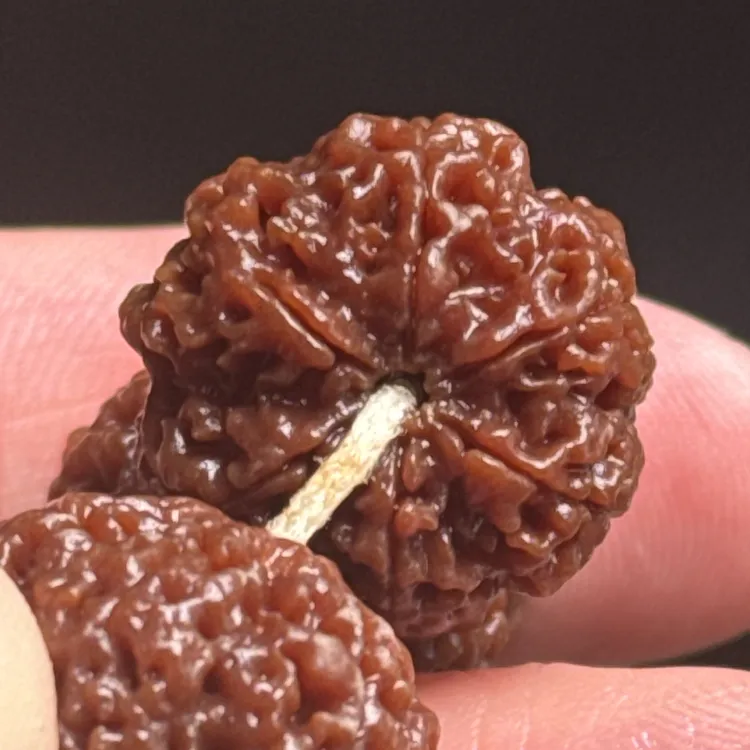 六瓣梅花！【蜂王】大金刚手串超头货