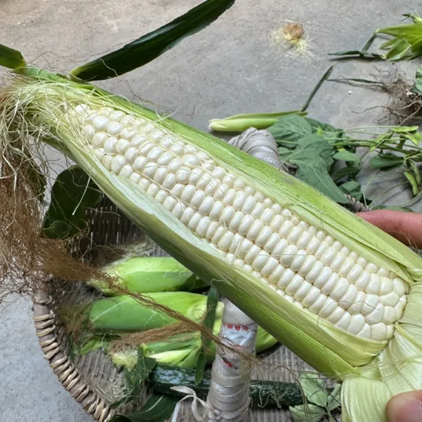 贵州惠水玉米糯包谷白包谷新鲜白玉米当天现摘现发3斤