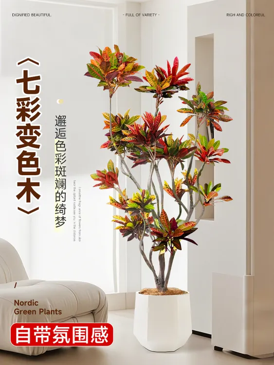 A级七彩变色木大型绿植可落地摆放适合客厅网红植物