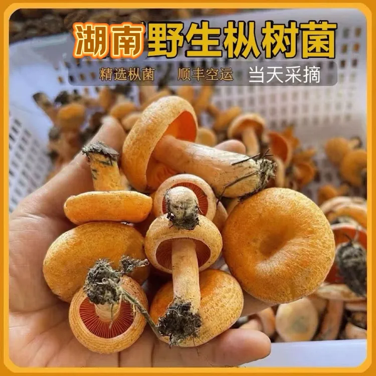 新鲜野生松树菌谷熟菌松乳菇松菌重阳菌菌子雁鹅菌铜绿菌寒菌