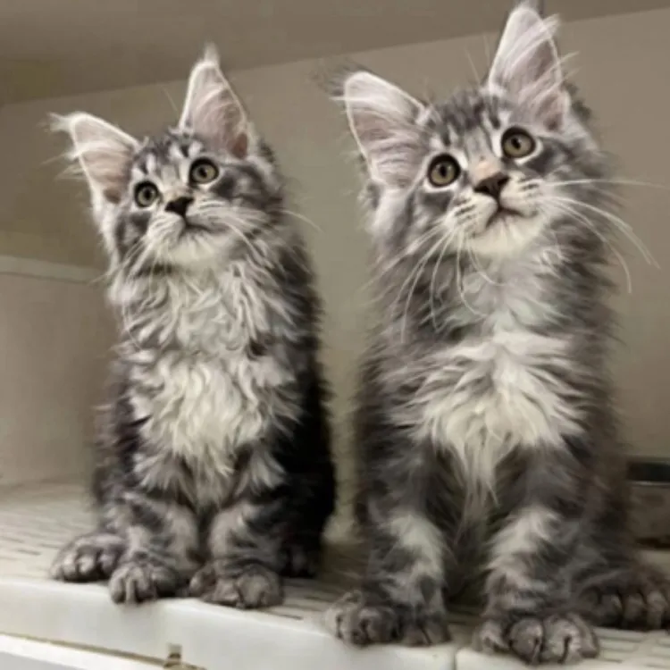 缅因猫小猫直播间一物一拍猞猁