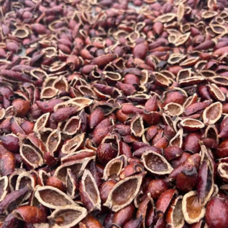 广西大山野生开边金樱子