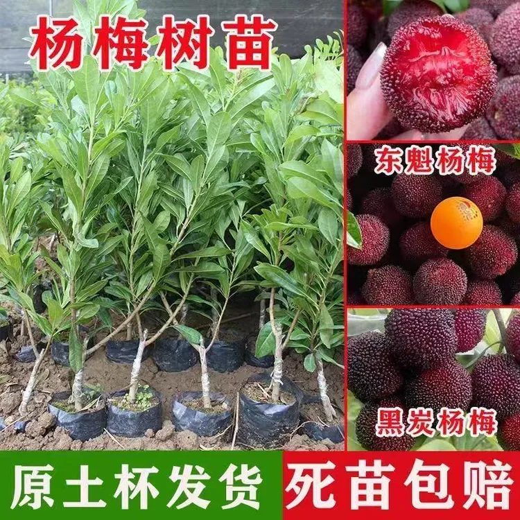 东魁黑炭杨梅树苗嫁接果苗南方北方均可种植盆栽地栽