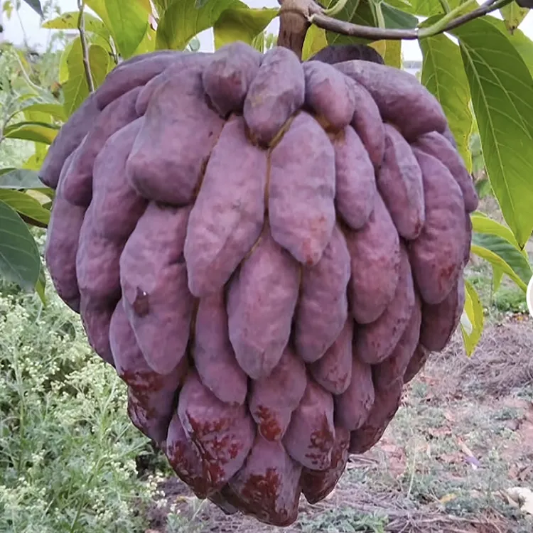 澳洲蜜香红皮SJ红皮白肉甜度极高口感细腻