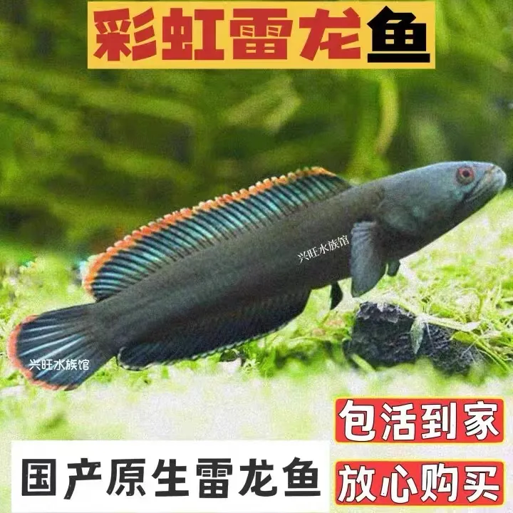 南鳢雷龙鱼冷水鱼七彩鱼淡水彩虹雷龙鱼热带雷龙鱼观赏鱼阳公
