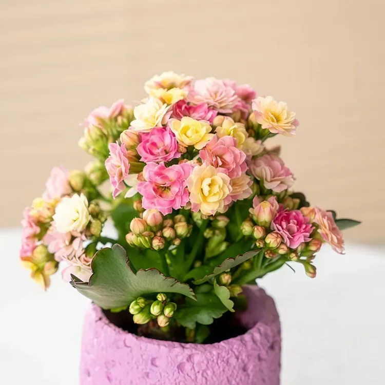 【新品80清棚处理】重瓣长寿花盆栽带花苞室内常年网红花卉绿植盆栽