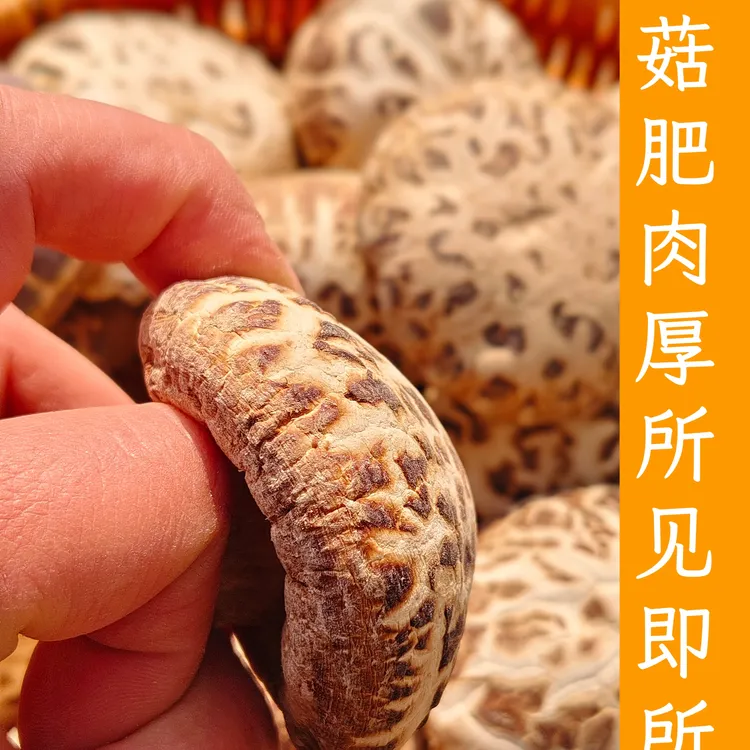 随州干花菇肉质细嫩肥美直径5厘米左右