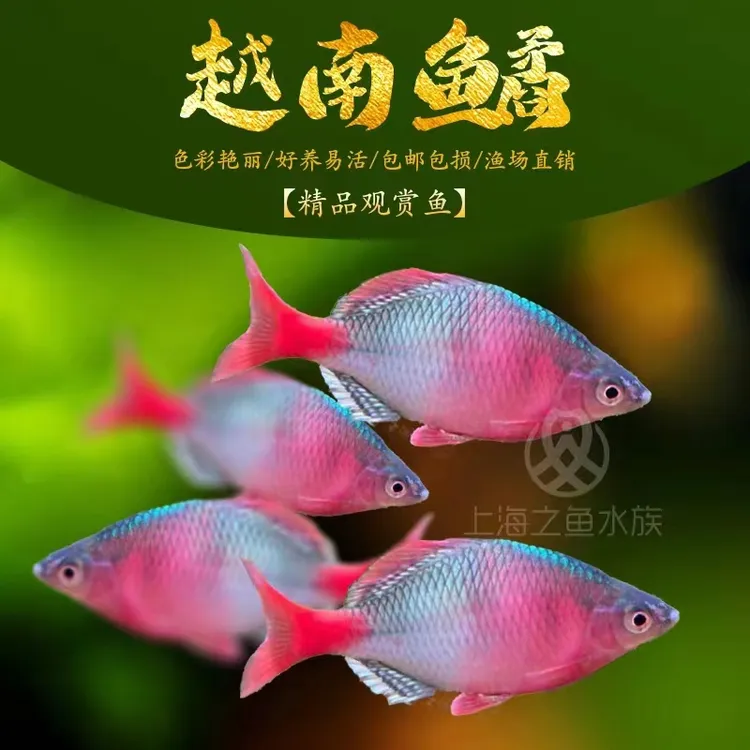 越南鳑鲏鱼中华鱊彩石鱊火山原生冷水观赏鱼旁皮水草缸不加温活体